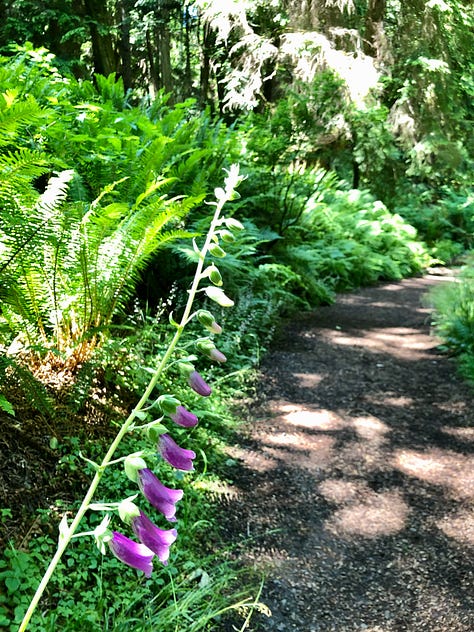 Naturalistic woodland with trestle bridge over ravine and boardwalk among woodside wetland.