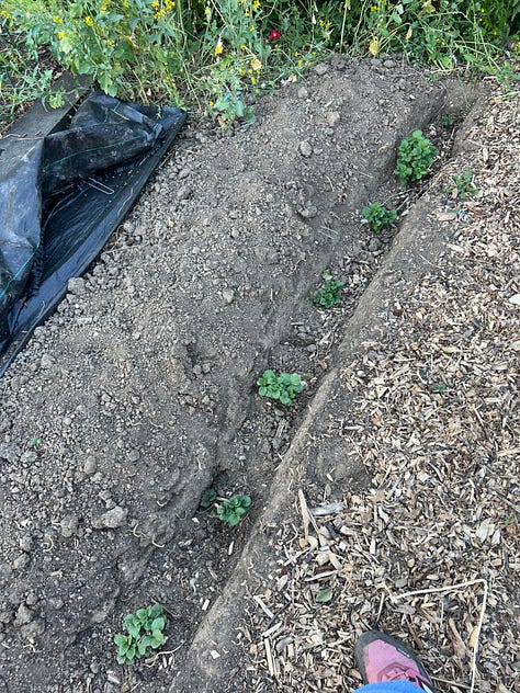 Volunteers digging trenches and planting seed potatoes