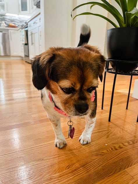 selfie photo of woman smiling in her apartment; selfie photo of three friends under a beach umbrella; photo of a beagle-King Charles Cavalier Spaniel mix dog looking down at the floor, taken from dog's eye level; photo of the photographer's legs and bare feet standing on thick, green blades of grass; photo of a microphone and computer screen with recording software; photo of a black and white cat lounging on a paved path of lush garden in the backyard of a building; photo of sunset at the beach with rays of pink and white and blue light over the horizon above the water; photo of cars driving in heavy traffic on a highway with billboards and buildings in the distance and white and gray clouds in the foreground and a clear blue sky in the background; wide-angle photo of a wide tan beach with the ocean in the far distance and a blue sky with white and gray swirling clouds above and a wide double rainbow over the shoreline.