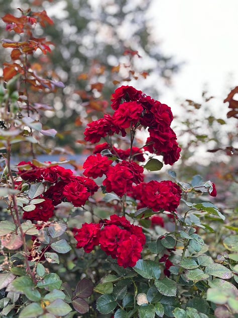 August roses and a white dahlia