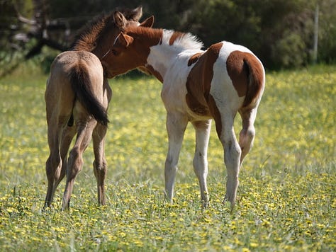 These great photos were taken by Teresa Thomson Jack. Great time-wasting watching foals.