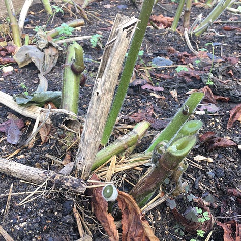 Small sage bush bed has been fleeced ready for the coming frost; Frost-bitten wilted yacón leaves trimmed off and cut up for the compost, with roots left in the ground.