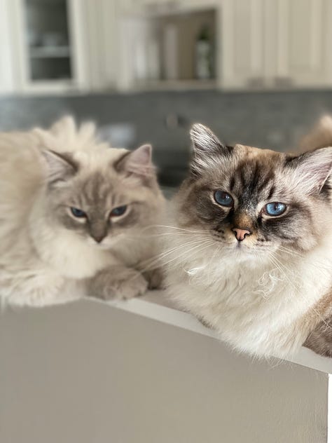 A woman with brown hair and her tabby and white cats