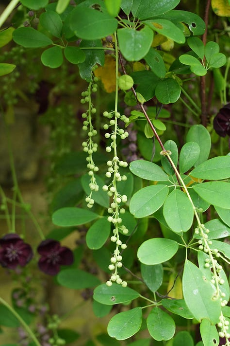 Male flower buds before they open; starting to open; fully open.