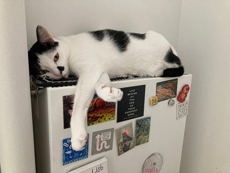 Photos of three cats (one tortoiseshell, one white with black patches, one dark grey with white patches