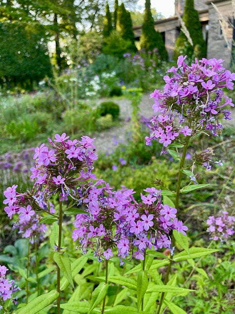 Mauve madness in the Cottage Garden: an Anemone japonica seedling that came up in the pea gravel path; Allium 'Millennium'; Geranium 'Rozanne'; Pink Penstemon; Echinacea and Phlox; Phlox 'Jeana'