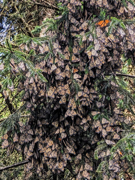 Monarch butterflies Mexico