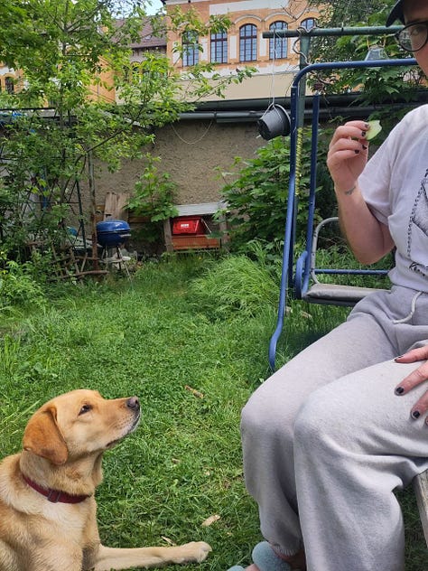 nine photos of a person in grey sweatpants and a dog. the dog is trying to jump and eat a cucumber from the person's hand