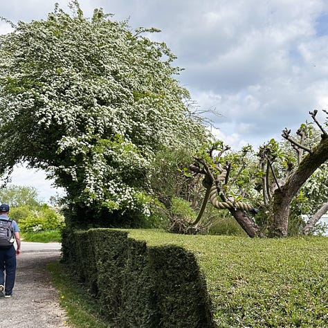 hawthorn trees May 2025