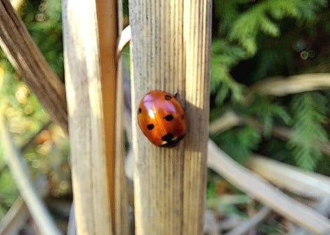 Snowdrops, crocuses, a ladybug