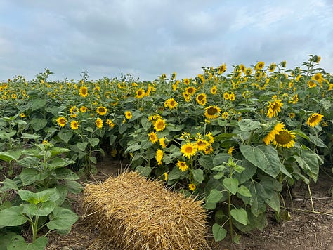 A trip through the flower patch in Akron, Iowa.