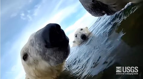 Screenshots from footage captured on polar bear collars: a bear swimming, another is eating an antler, and a third is casting a shadow as it walks across a beach. 