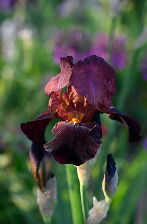 different coloured irises