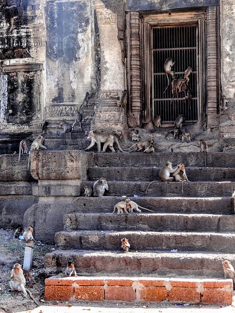 Lopburi monkeys