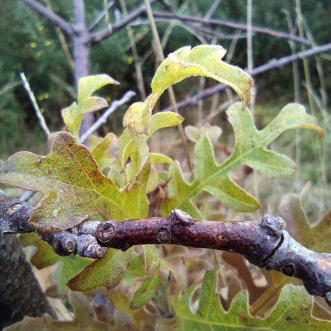 Three images showing close ups of oak leaves, still green on a wintry branch; looking up at the over story, delicate birch branches against a wintry blue sky, close up of a mature birch trunk, peeling white bark with dark brown scars and rusty red staining