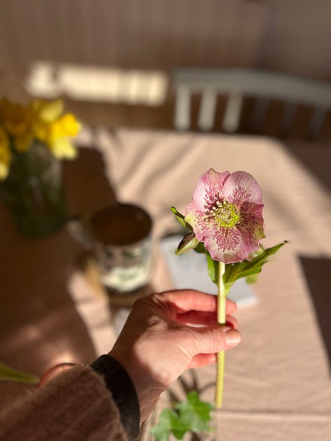 Winter blooms — 
