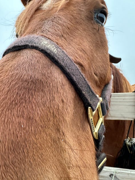 Photos of Mac, a brown horse, mostly of his head.