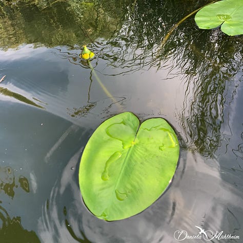 Water plants and a frog