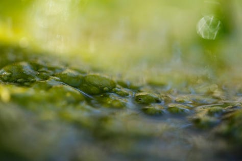 Macro images of moss, lichen and algae: the first verdure of Spring in wet woodland at the edge of a lowland raised bog (moss)