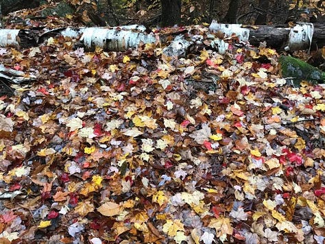 forest photos from Chelsea in the autumn