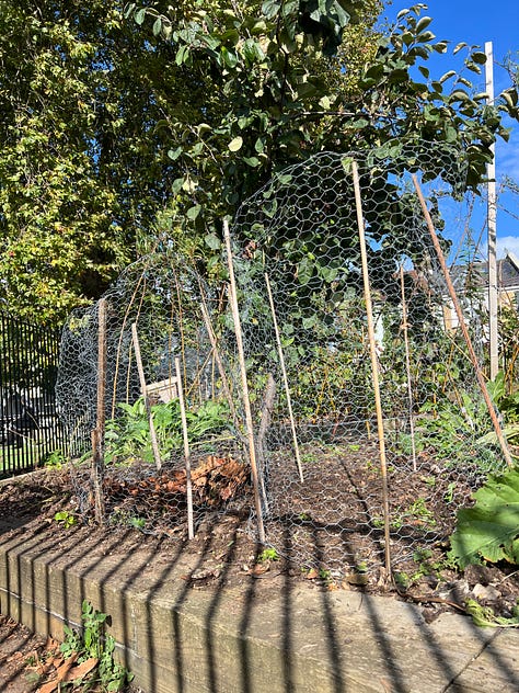 Making leaf mould containers with chicken wire and canes