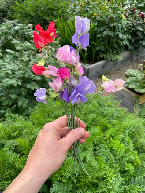 Glads, Dahlias, Sweet peas—full house in the Kitchen Garden this month