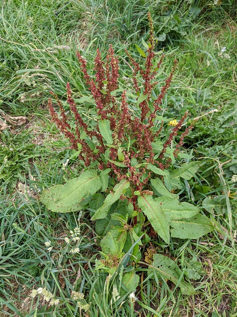 Top row (L to R): P. erecta, A. anserina, G. urbanum, Middle row (L to R): U. dioica, P. lanceolata, P. major, Bottom row (L to R): A. prostata, R. obtusifolius, P. aviculare