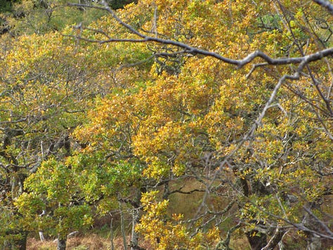 Images show the different colours of fall in the Atlantic rainforest of western Scotland. The autumnal yellow, reds, and browns are pronounced. In some photographs the branches are silhouetted against a steel grey sky.