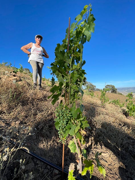 clearing rocks in the vineyard vines are growing