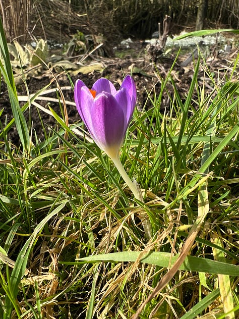 Crocus tommasinianus 'Barr's Purple'