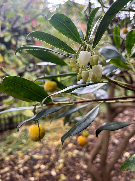 1. Flowers and new fruit of the Strawberry Tree (Arbutus unedo); 2. Bursting colourful sunset orange heads of the Strawflower (Helichryseum); 3. Fennel umbels with their pollen ends.