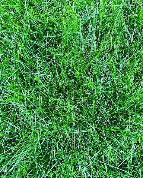 Green grass