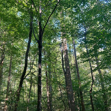 sunlight through the woods; a bench by a stream; looking up at trees