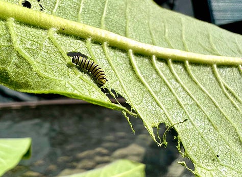 Monarch caterpillars on milkweed leaves.