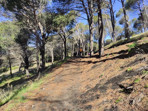 Views from the course, showing a sea view, some shaded and some open and sunny paths covered in pine needles