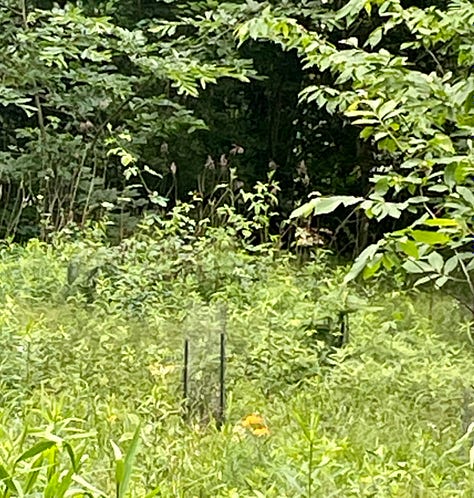 Pictures of big and small chestnut trees.