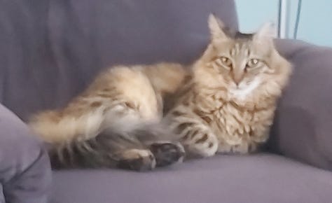 Photos of mazgan closed, fluffy cat, and mazgan open