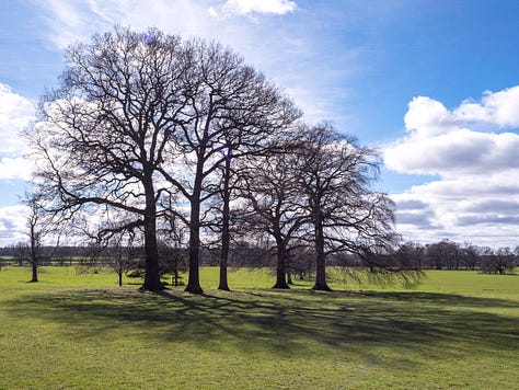 A group of five trees in a park, photographed in spring, autumn and winter.