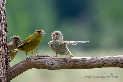 Comedy Wildlife Photography Awards 2023