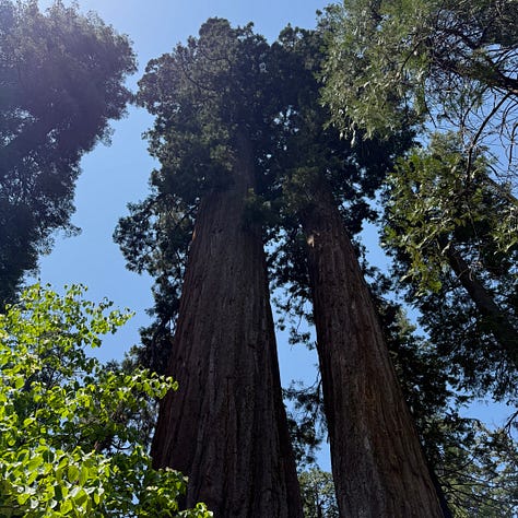 Murphys, big trees