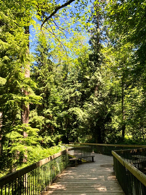 Naturalistic woodland with trestle bridge over ravine and boardwalk among woodside wetland.