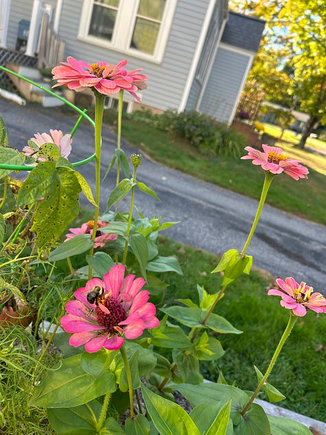 diy, back yard farming, composting, bathroom makeover, cleaning, organizing, gardening, permaculture