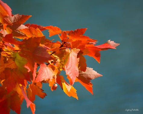 A collection of fall foliage images features: red serviceberry leaves, fiery maple leaves, and orange-tipped hawthorn leaves.