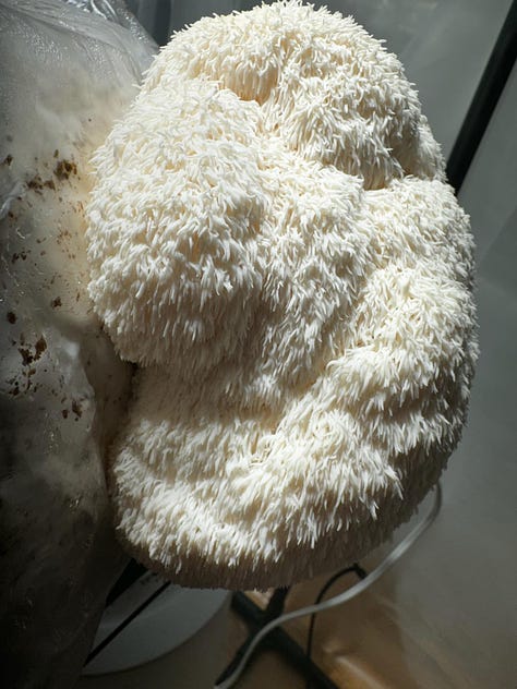 lion's mane in various stages of growth out of a bag