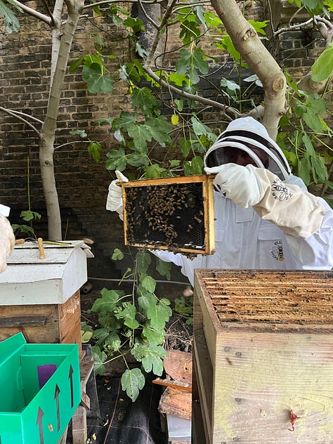 1. Frames of a Langsroth hive with older wax imprinted by the top cloth and clear signs of wax moth eggs and grubs; 2. Colleague holding up a frame that shows very little capped honey, but very dark propolised comb; 3. It was a struggle to get the frame back in the box as the bees had started bulging on one side of it.