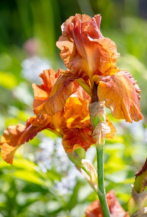 different coloured irises