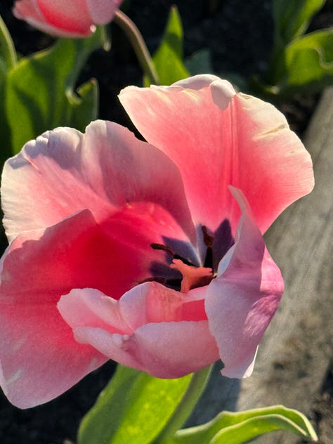 Pictures of tulips, individual flowers and long shots of rows of tulips of a variety of colours