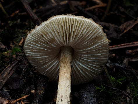 Lepiota sp.