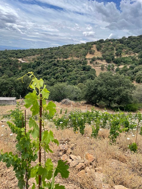 clearing rocks in the vineyard vines are growing