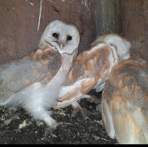 White Barn Owl chicks